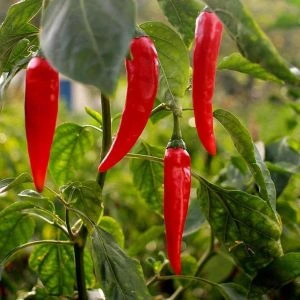 Glycovit™ Cayenne Pepper thermogenic metabolism support ingredient