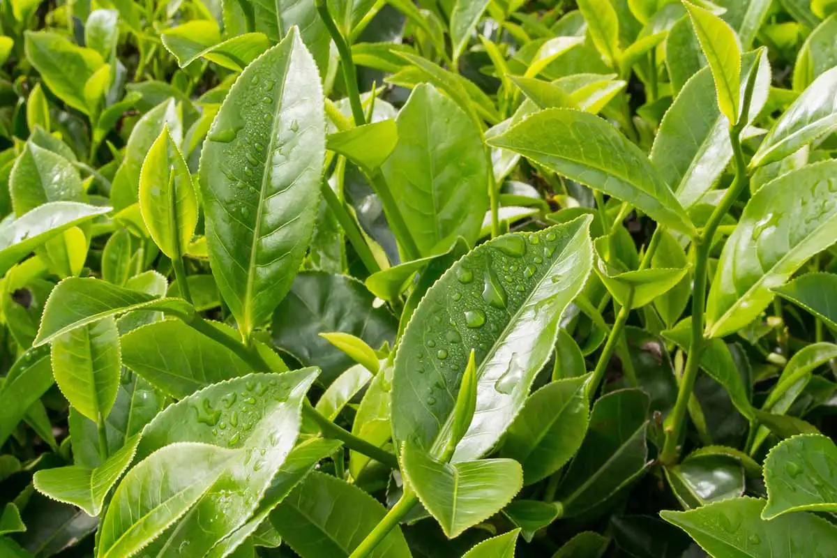 Glycovit™ Green Tea Leaf ingredient for metabolism support