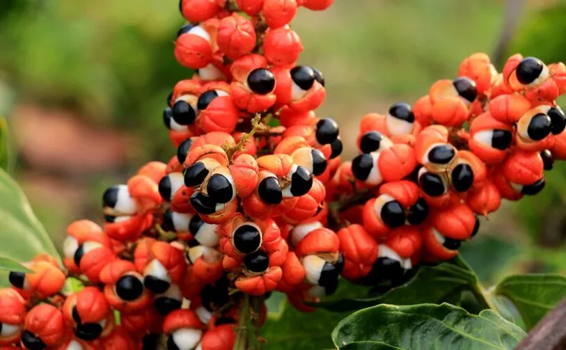 Glycovit™ Guarana Seed natural caffeine energy support ingredient